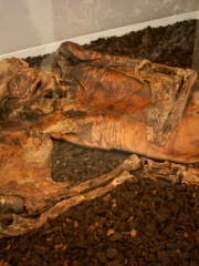 Photo of Lindow Man