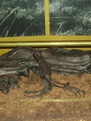 Photo of Tollund Man